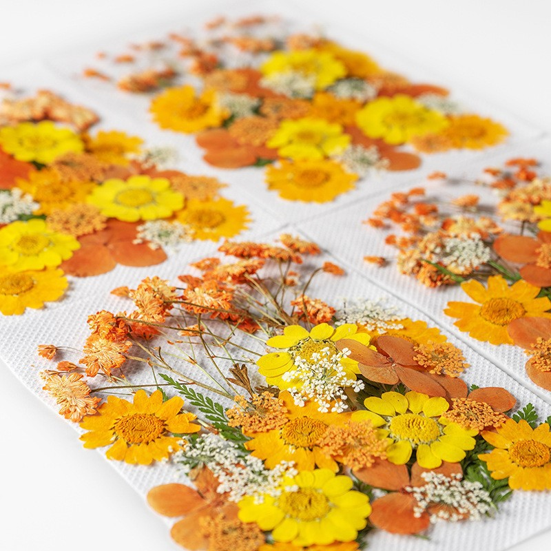 35Pcs10 Set of Dried Flowers a - Candle Making Scents 评论和价格